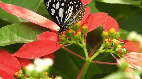 Butterfly closeup on yellow flower. Monarch Butterfly on yellow flower. Tiger Butterfly closeup view