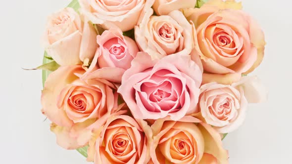 Beautiful Pink Rose Rotating on White Background Macro Shot