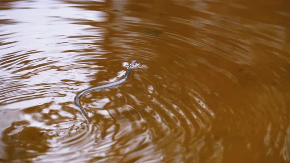 Small Dice Snake Swims in the River. Slow Motion. Natrix Tessellata in Water