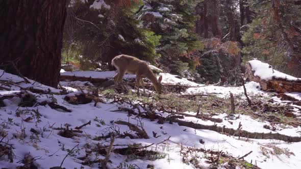 Deer Grazes in Snowy Forest, Slow Motion