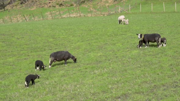 Black suffolk sheep and white norwegian sheep and lamb on a filed on a sunny day_slomo