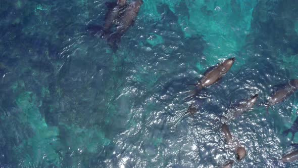 Aerial top view of a colony of south american sea lions