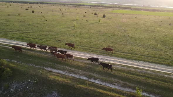 AERIAL Flying Over a Small Herd of Cattle Cows Walking Uniformly Down Farm Road on the Hill