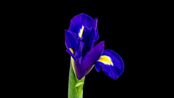 Timelapse of Growing Blue Iris Flower