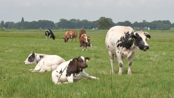 Black and white cows in the meadow grazing and looking around