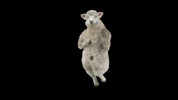 29 Sheep Dancing 4K