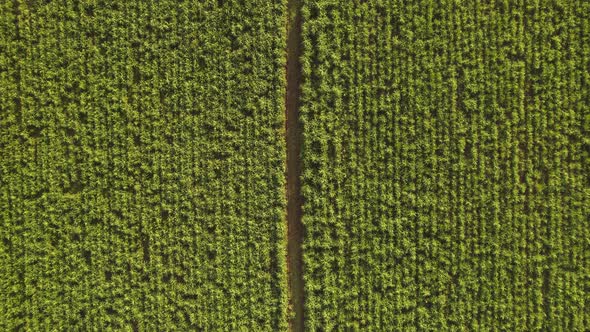 ane plantation aerial. Aerial top view of a agriculture fields. Sugar cane fields view from the sky.