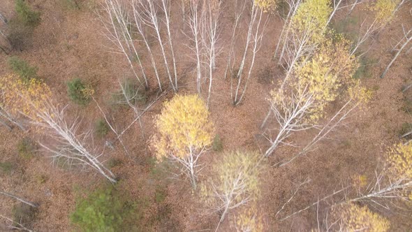 Forest with Trees in the Fall