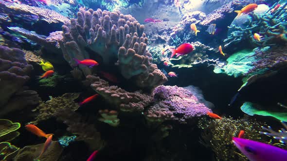 Various colorful tropical fish swimming along the coral reef