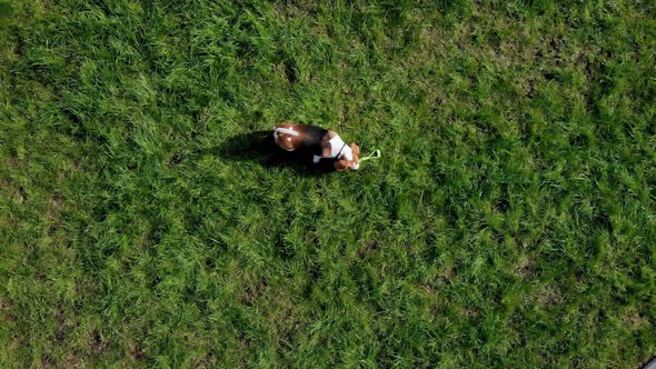 Top View the Owner Teach Command with Dog Beagle at Grass Outdoors in a Green Park