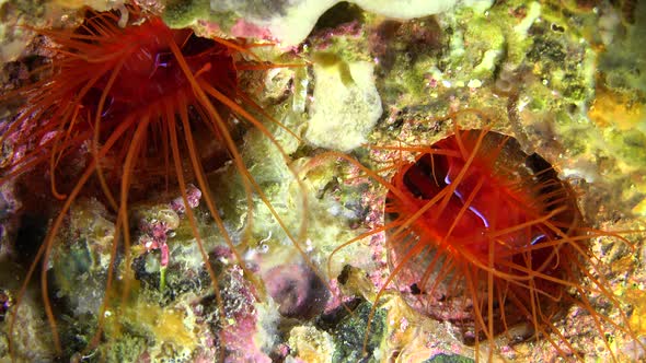 Two electric clam (Lima Sp.) pulsating on tropical coral reef