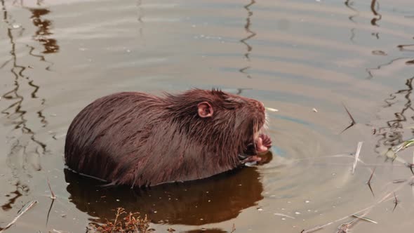 rodent coypu swims in the water of a lake or pond