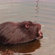 rodent coypu swims in the water of a lake or pond - VideoHive Item for Sale