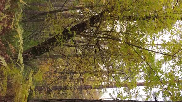 Vertical Video of Trees in the Forest in Autumn