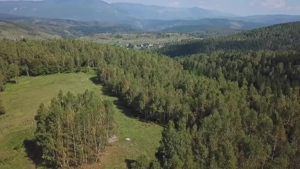 Forest Aerial View V4