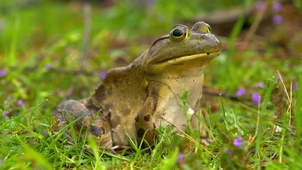 Frog Sitting on Flowering Grass From Side Background Zoom Out