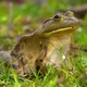 Frog Sitting on Flowering Grass From Side Background Zoom Out - VideoHive Item for Sale