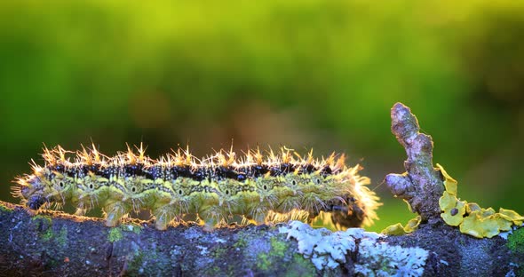 Small Tortoiseshell Aglais Urticae Caterpillar