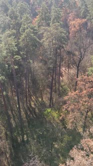 Vertical Video of an Autumn Forest During the Day