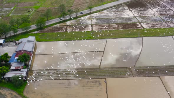 Paddy Rice Fields in the Philippines