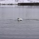 2016.11.05_1 A swan swims in a lake that does not freeze in winter. - VideoHive Item for Sale
