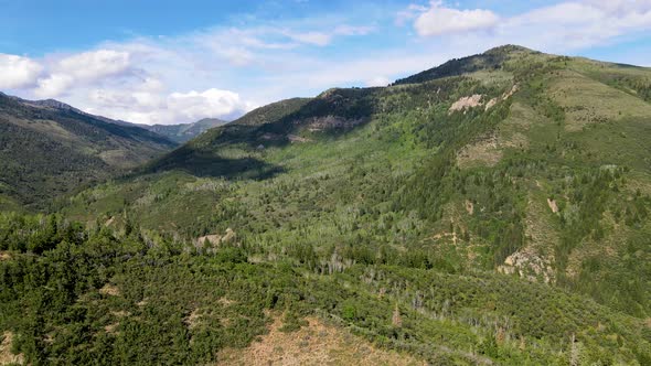 Aerial view of a vast pine and aspen forest in the Rocky Mountain wilderness