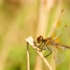 The dragonfly flew in and sat on the plant. The insect chews and shakes its head. Shooting close-up. - VideoHive Item for Sale