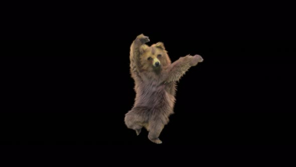 130 Bear Dancing 4K