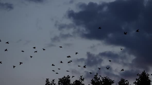 Flock of birds, Starlings (Sturnus vulgaris) surrounding their sleeping tree. France