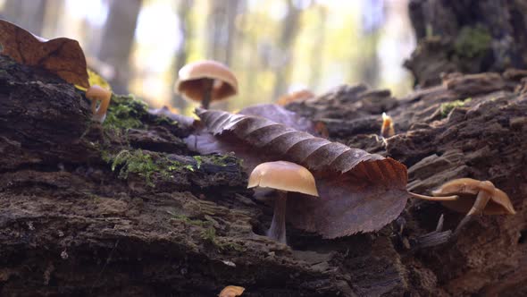 Poisonous Mushrooms, False Mushrooms Grow on an Old Rotten Log in the Forest