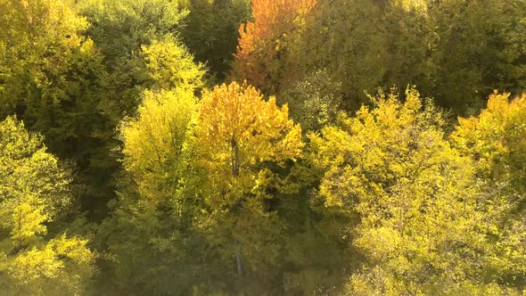 Autumn forest with bright orange and yellow leaves. Dense woods in sunny fall weather.
