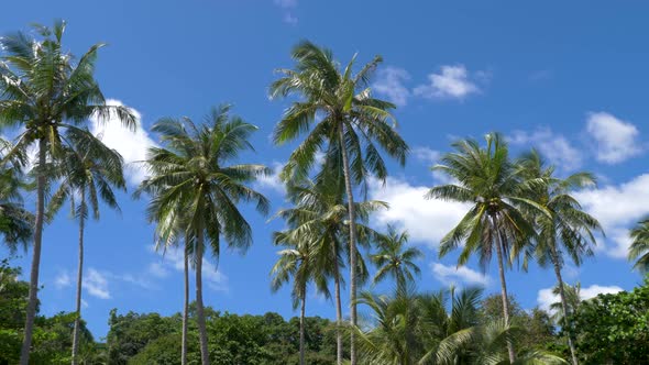 Coconut trees with blue sky on tropical island. SLOW MOTION