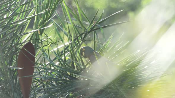 Lear's macaw resting and vocalizating on licuri palm tree branch