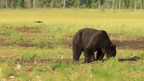 Brown Bear Ursus Arctos in Wild Nature is a Bear That is Found Across Much of Northern Eurasia