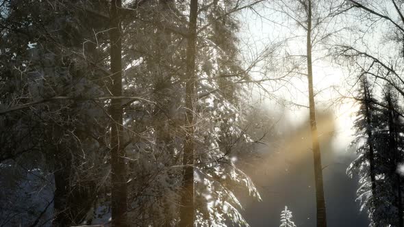 Splendid Christmas Scene in the Mountain Forest. Colorful Winter Sunrise