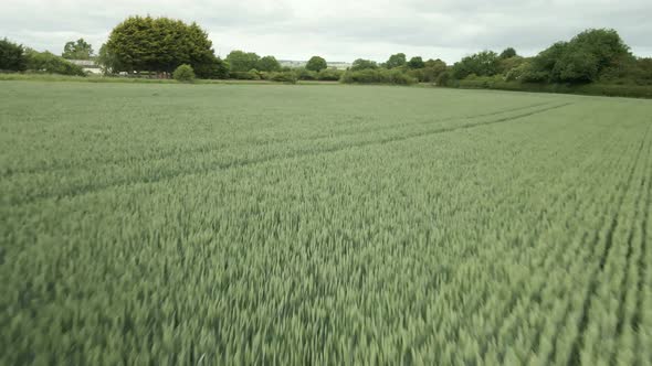 aerial push in over green wheat crop, rural agricultural land closeup