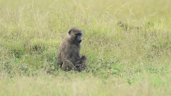A Baboon Sitting On The Grass Before Running In The Wilderness In Kenya - Closeup Shot
