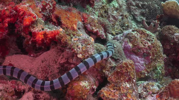 Yellow-lipped sea snake (Laticauda colubrina) swimming over coral reef close up shot