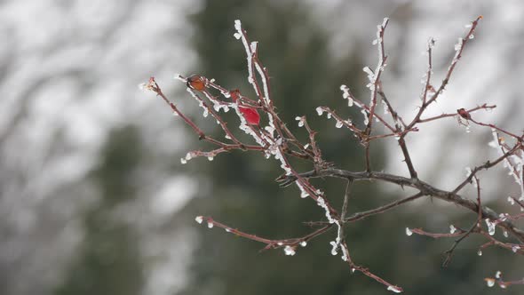 Close up view of brier branch with frozen fruits 