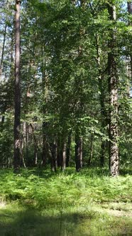 Vertical Video of a Summer Green Forest with Trees During the Day Slow Motion