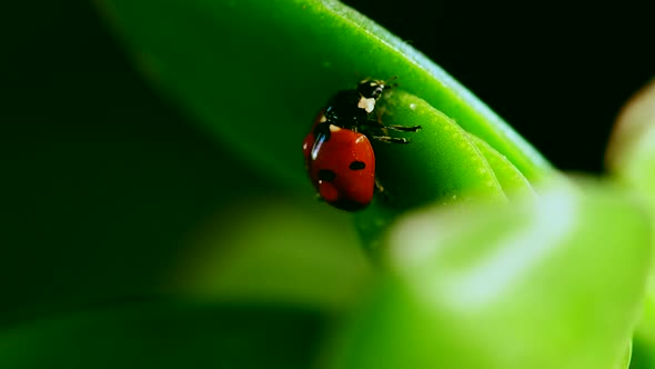 Red Ladybug Crawl on Blade of Grass Against Blurred Nature Background