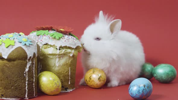 Little Bunny Eat Easter Cake Fondant, Colorful Decorated Eggs. Red Background