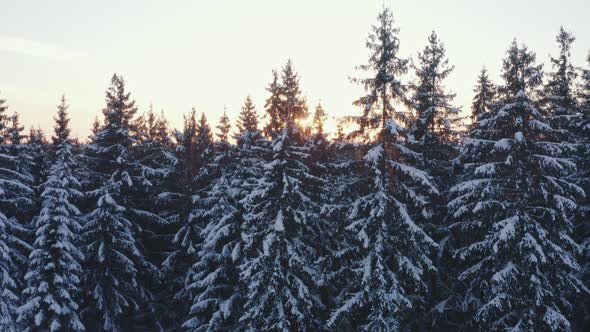 Sunny Evening in Winter Forest Sunset Snow Covered Frozen Pine Trees in Sun Beams