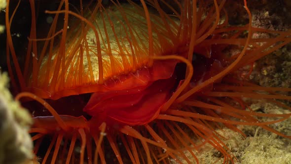 Big electric flame shell (Lima Sp.) feeding close up