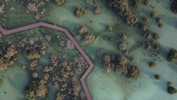Aerial View on Unique Ecosystem in Abu Dhabi Mangroves Along the Coastline