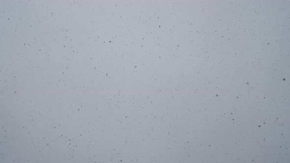 Lush Flakes Of Snow And Snowflakes Fall From The Sky In Winter