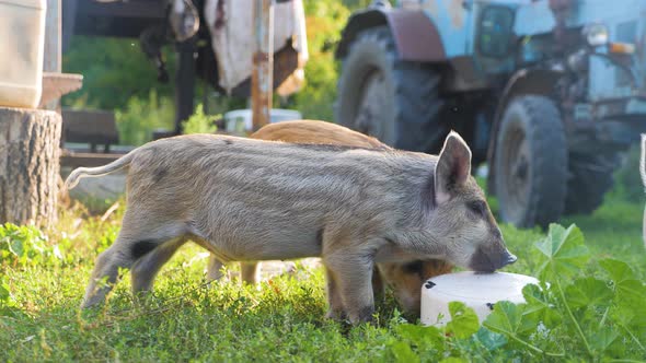 Funny Cute Little Piglets at an Animal Farm. Little Piglets Household. Lovely Pets