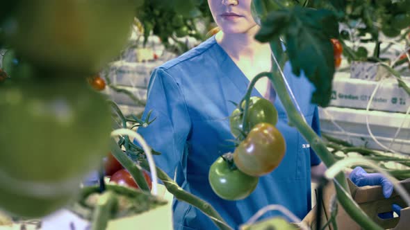 Female Agriculturist Is Collecting Tomatoes