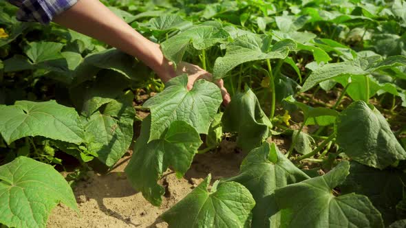 An unrecognizable young woman plucking cucumbers from the garden in the garden.