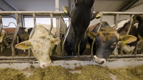 Three cows sticking their heads through a cage on a dairy farm in Norway